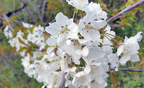 Kirschblüten