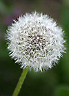 Pusteblume